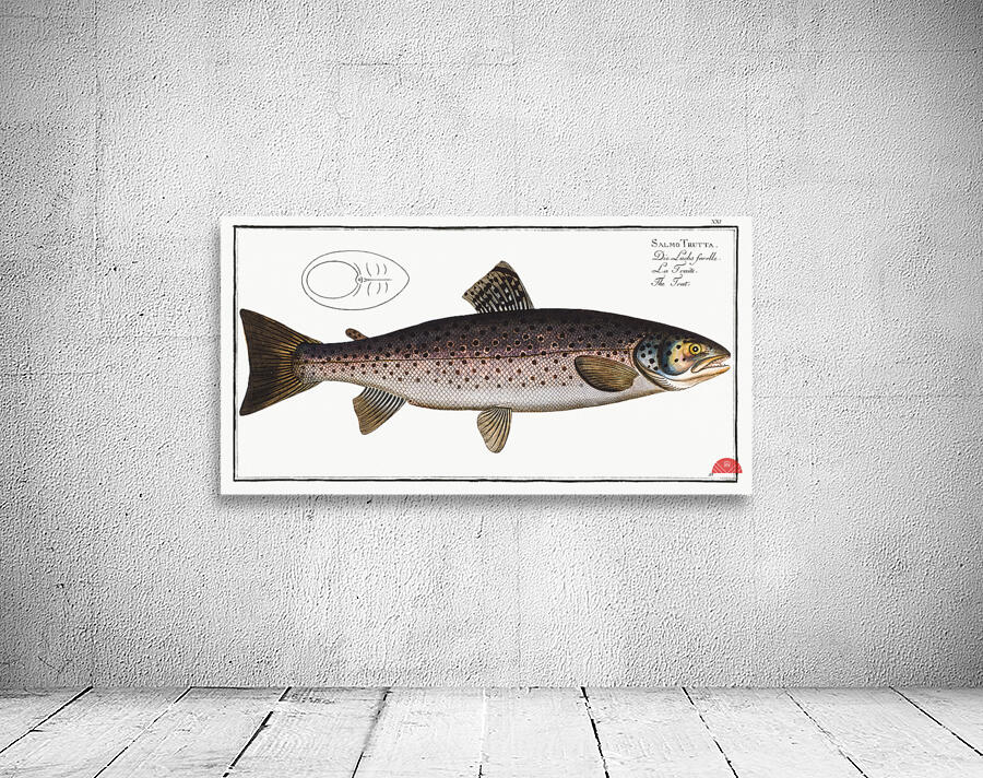 Trut Salmo Trutta Wall Preview