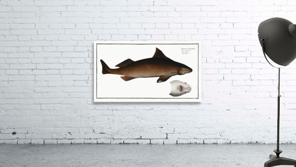 Centrina Squalus Centrina Wall Preview