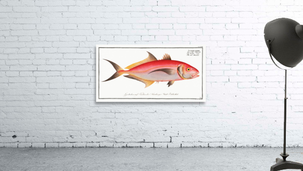 Red Mackrel Scomber ruber Wall Preview