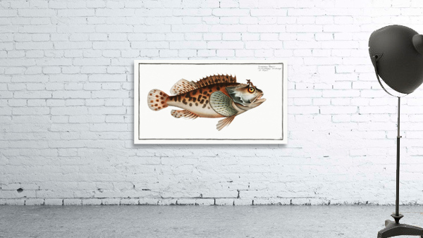 Scorpaena Porcus Wall Preview