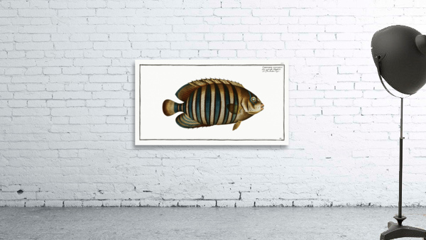 Chaetodon fasciatus Wall Preview