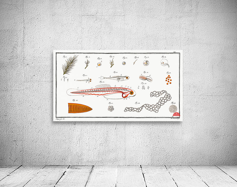 Fish hatching and growing Wall Preview