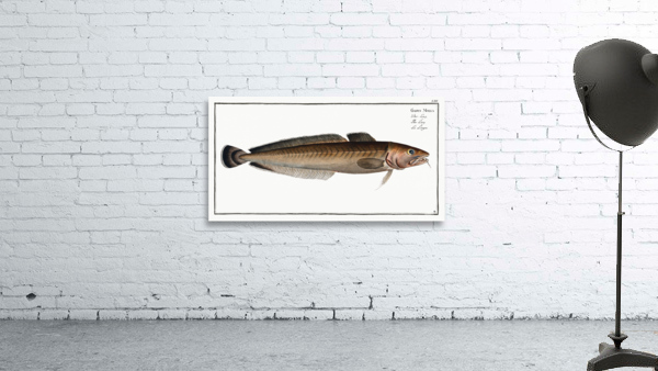 Ling Gadus Molva Wall Preview