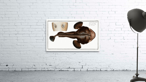 Sea Devil Lophius Piscatorius Wall Preview