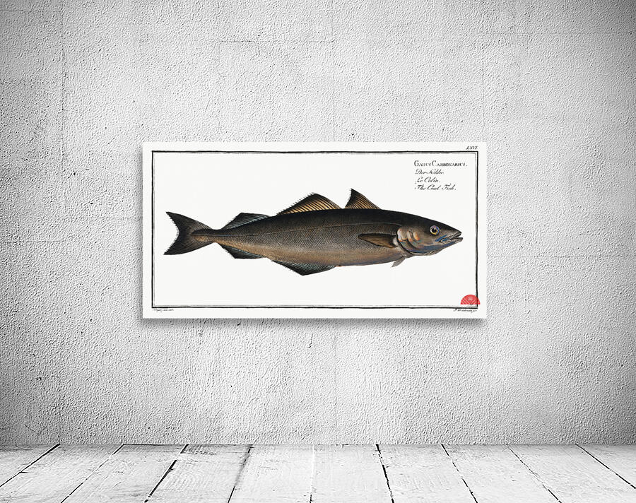 Coal Fish Gadus Carbonarius Wall Preview
