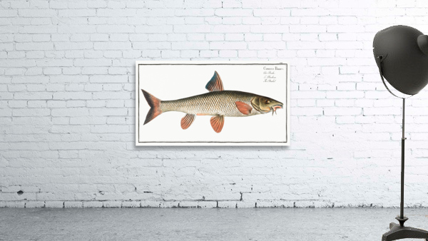 Barbel Cyprinus Barbus Wall Preview
