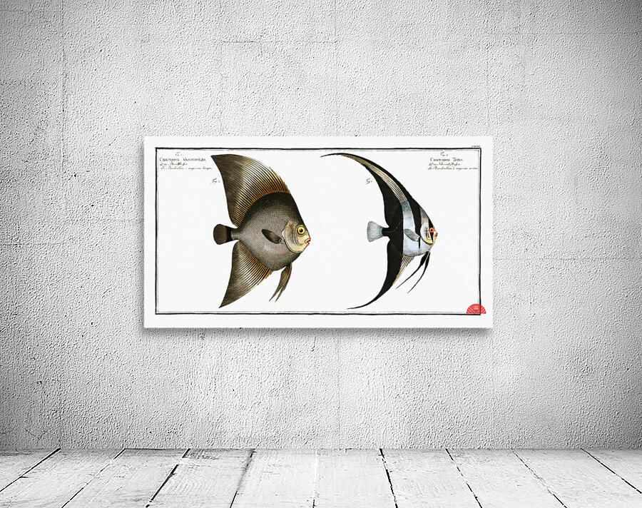 1. Chaetodon Teira 2. Chaetodon Vespertilio Wall Preview