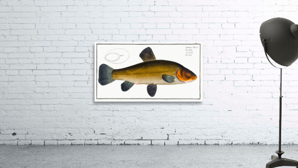 Tench Cypirnus Tinca Wall Preview