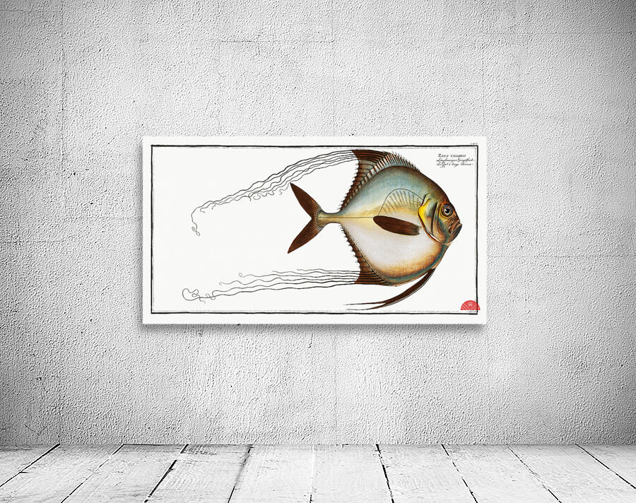 Zeus ciliaris Wall Preview