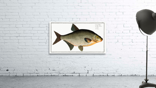 Bream Cyprinus Brama Wall Preview