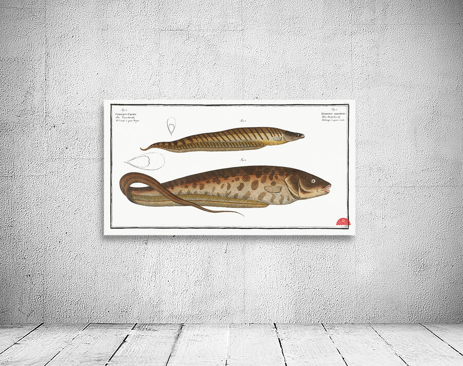 1. Gymnotus brachiurus 2. Gymnotus Carapo Wall Preview