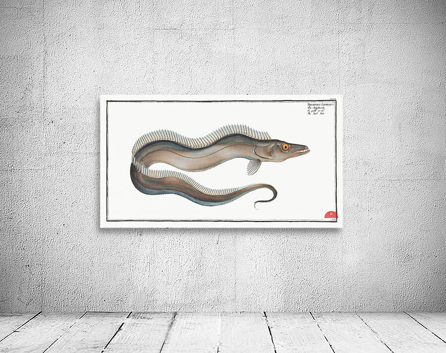 Sword-Fish Trichiurus Lepturus Wall Preview