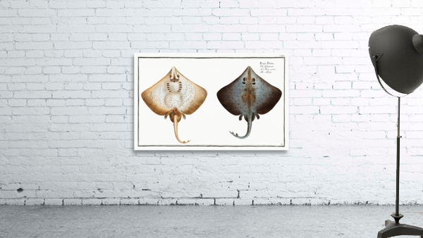 Skate Raja Batis Wall Preview