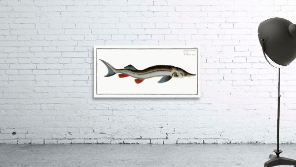 Rusfish-Sturgeon Acipenser Ruthenus Wall Preview