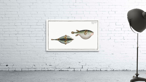 Eyespot puffer Tetrodon ocellatus Wall Preview