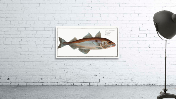 Hadock Gadus Aeglefinus Wall Preview