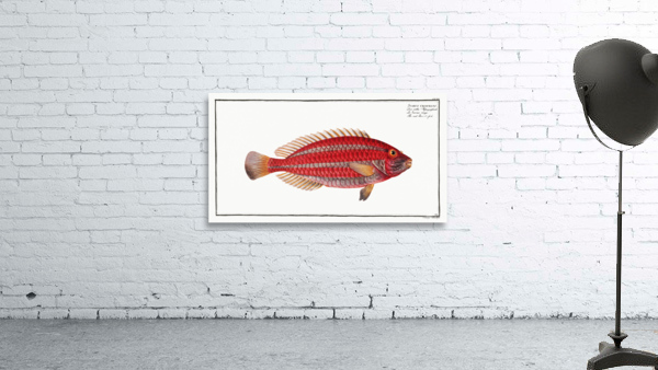 Red Parrot-fish Scarus croicensis Wall Preview