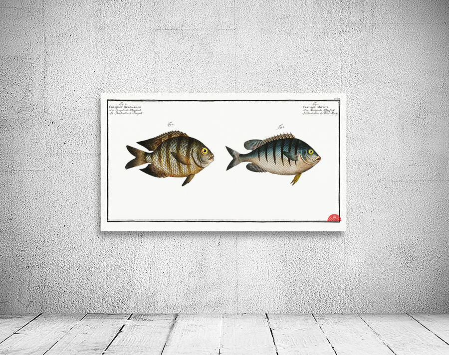 1. Chaetodon Mauritii 2. Chaetodon Bengalensis Wall Preview