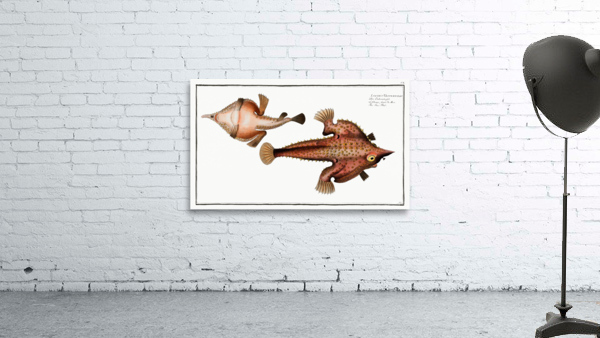 Sea Bat Lophius Vespertilio Wall Preview