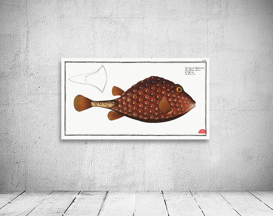 Trunck-fish Ostracion Triqueter Wall Preview