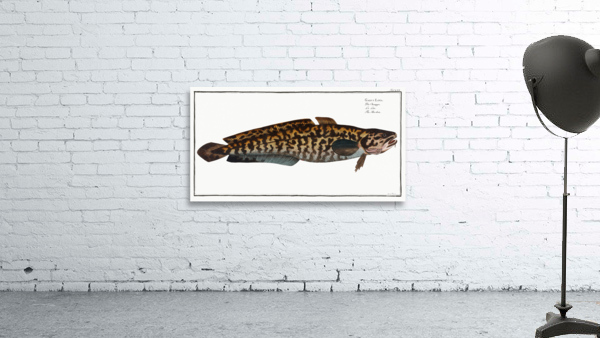 Burbot Gadus Lota Wall Preview