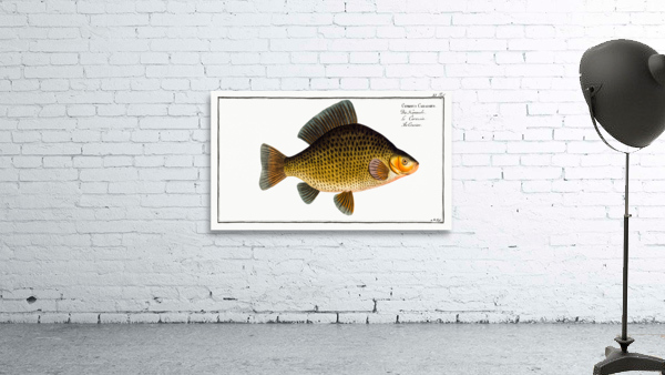 Crucian Cyprinus Carassius Wall Preview