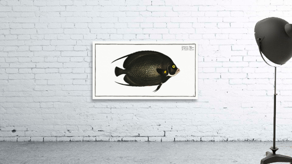 Variegated Angel-fish Chaetodon Paru Wall Preview