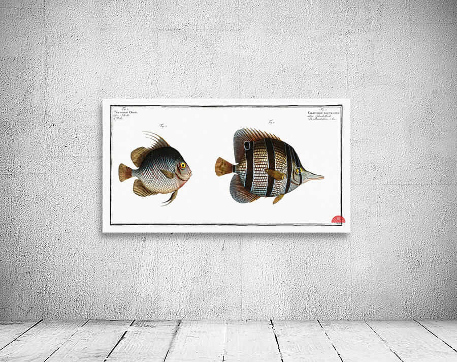 1. Chaetodon rostratus 2. Chaetodon Orbis Wall Preview