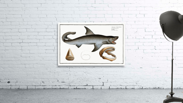 White Shark Squalus Carcharias Wall Preview
