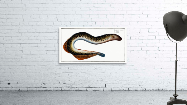 Lamprey Petromizon marinus Wall Preview