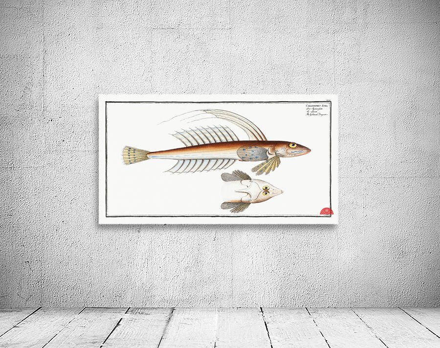 Gemmeous Dragonet Callionymus Lyra Wall Preview