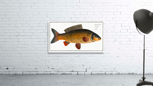 Carp Cyprinus Carpio Wall Preview