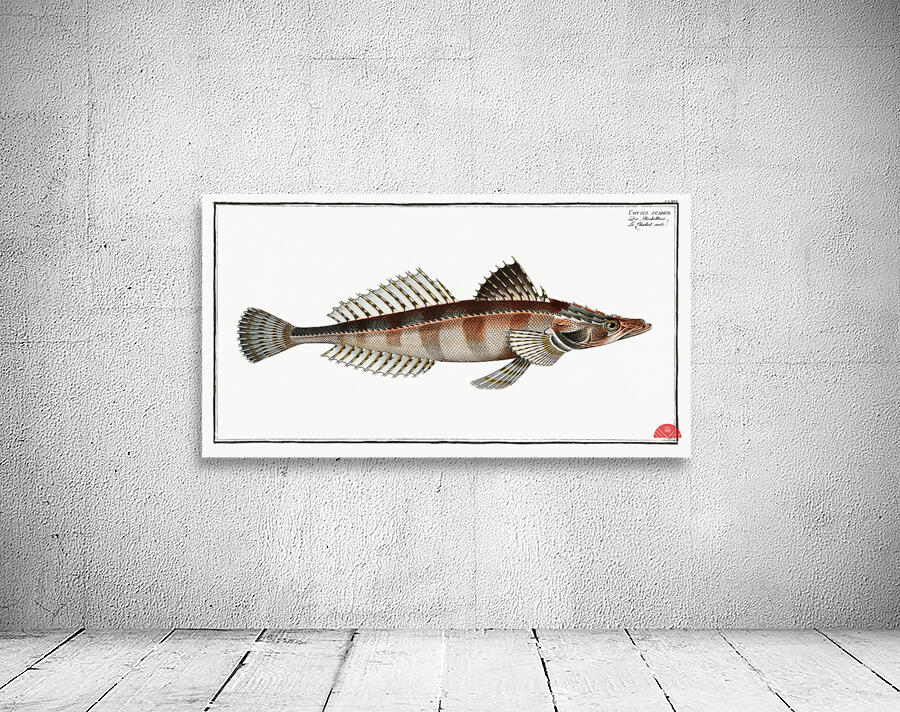 Cottus scaber Wall Preview