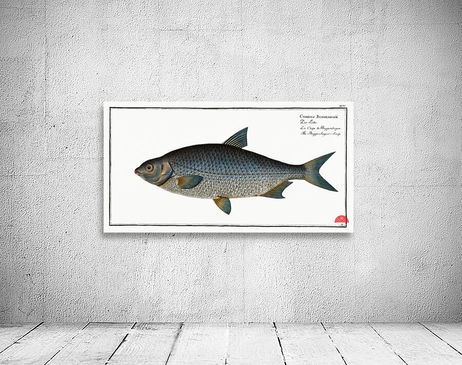 Buggenhagens-Carp Cyprinus Buggenhagii Wall Preview