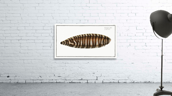 Pleuronectes Zebra Wall Preview