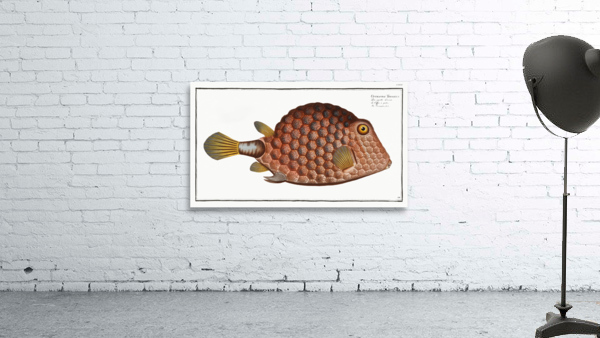 Triangular-fish Ostracion Tricornus Wall Preview
