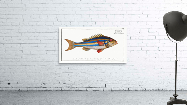 Blue-striped Gilt-head Sparus vittatus Wall Preview