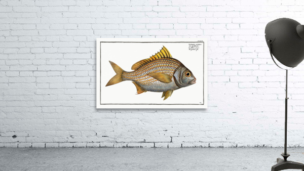 Yellow-fin Lutianus luteus Wall Preview