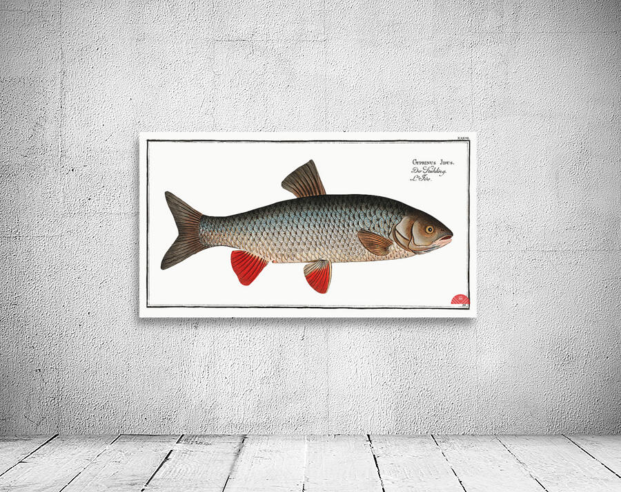 Idus-Carp Cyprinus Idus Wall Preview