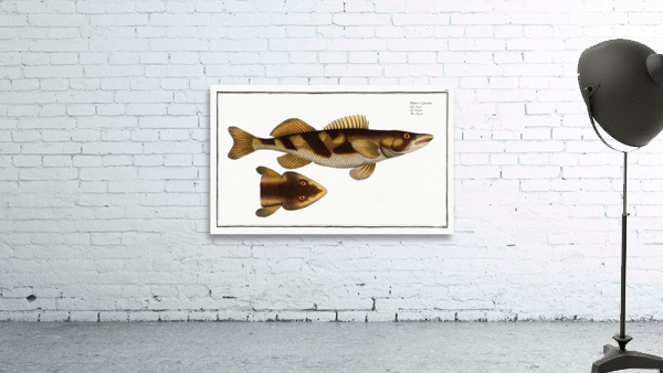 Singel Perca Zingel Wall Preview