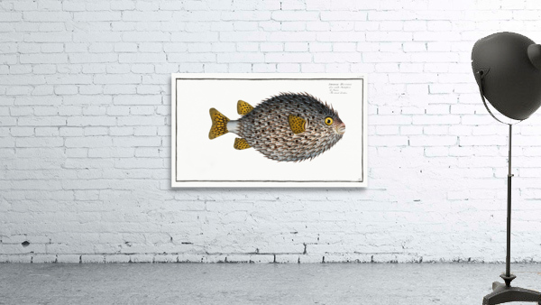 Round Diodon Diodon Hystrix Wall Preview