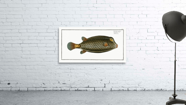 Square-Fish Ostracion cubicus Wall Preview