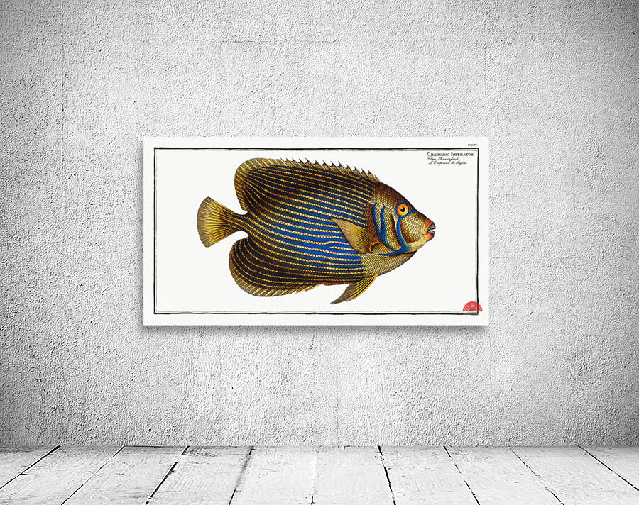 Chaetodon Imperator Wall Preview