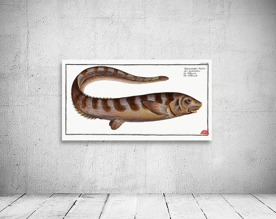 Notacanth Notacanthus Nasus Wall Preview