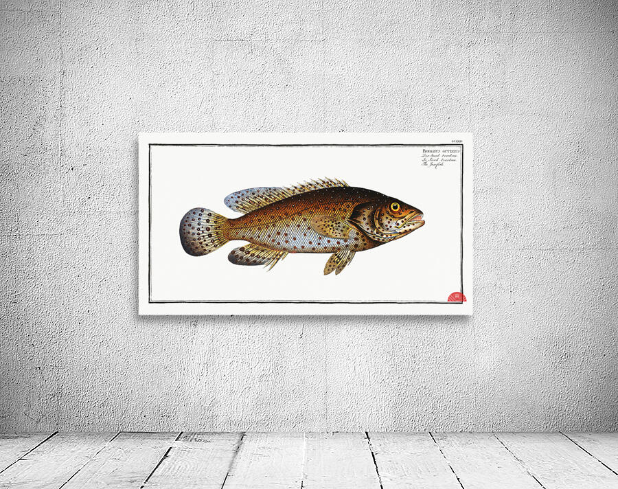 Jen-fish Bodianus guttatus Wall Preview