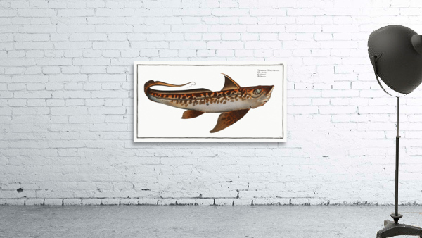 Chiméra Chimaera Monstrosa Wall Preview