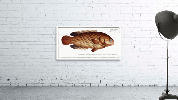 Tortoise-fish Anthias testudineus Wall Preview