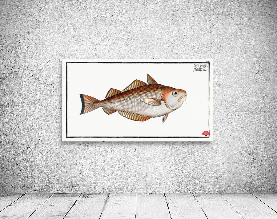 Whiting Pout Gadus Barbatus Wall Preview