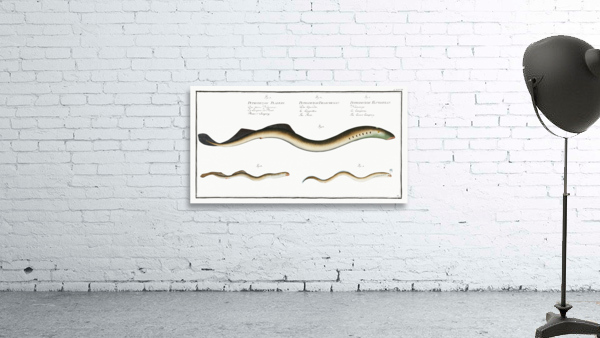 1. Lesser Samprey Petromyzon Fluviatilis 2. Pride Petromyzon Branchialis 3. Planers Samprey Petromyzon Planeri Wall Preview