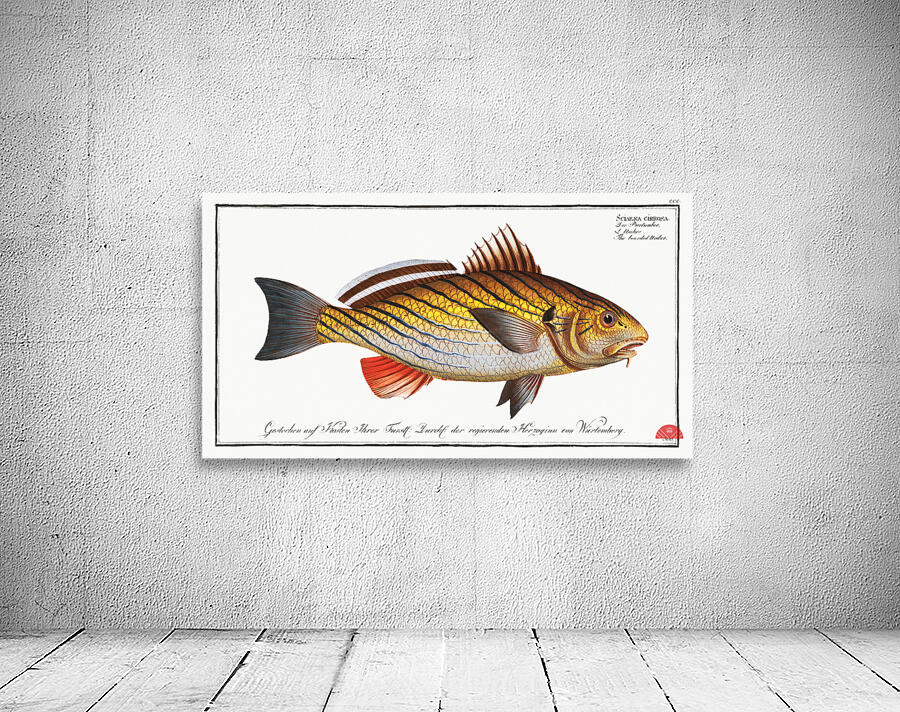 Bearded Umber Sciaena cirrosa Wall Preview